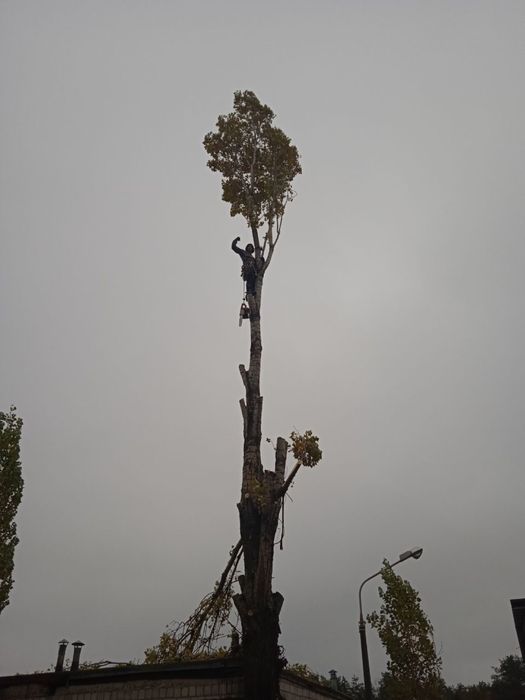 Спил деревьев, обрезка веток, покос травы, дробление веток