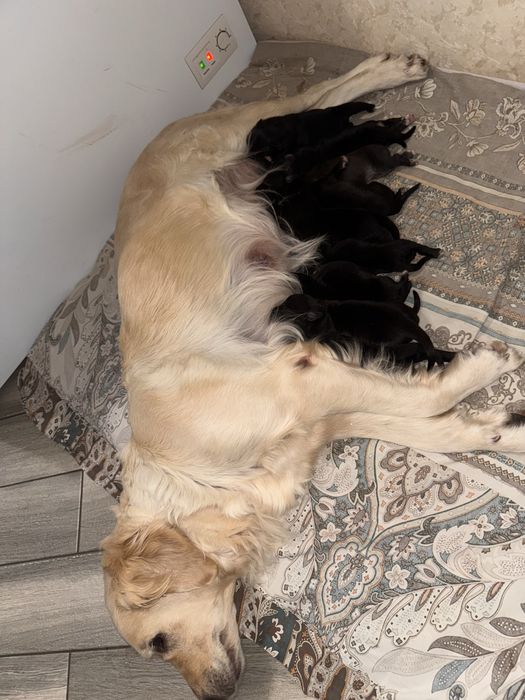 Щенки от золотистого ретривера.