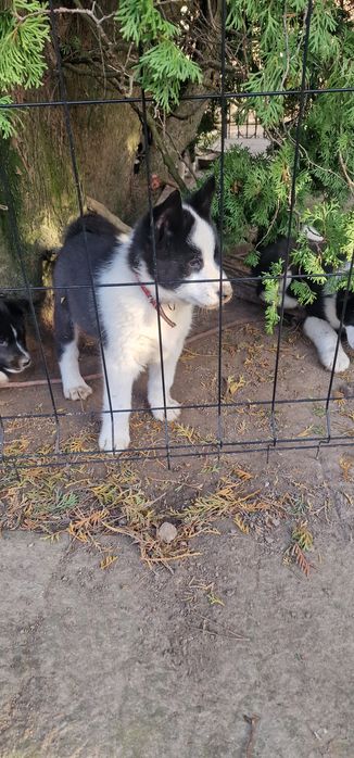 Karelski Pies na niedźwiedzie