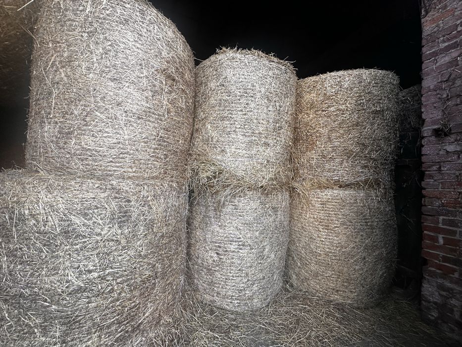 Siano w balach pierwszy pokos