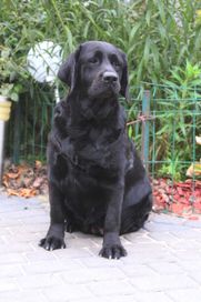 Labrador suka adopcja