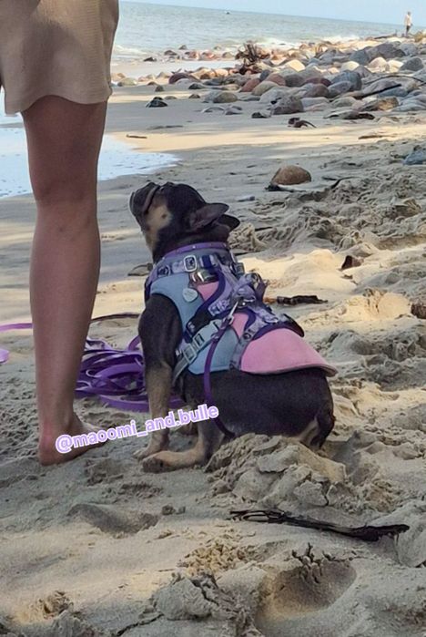 Kamizelka chłodząca dla małego psiaka