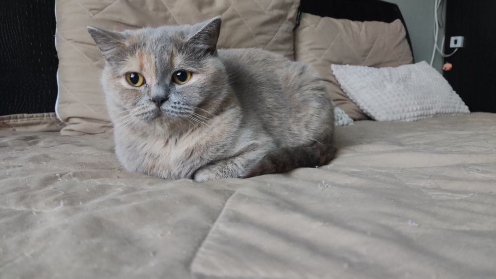 Шотландські дівчатка