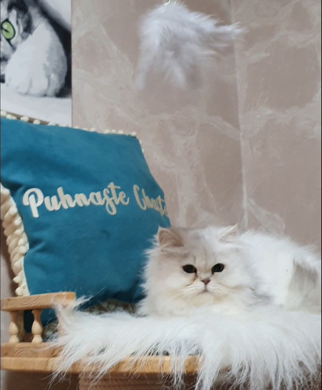 Срібляста британська довгошерста шиншила