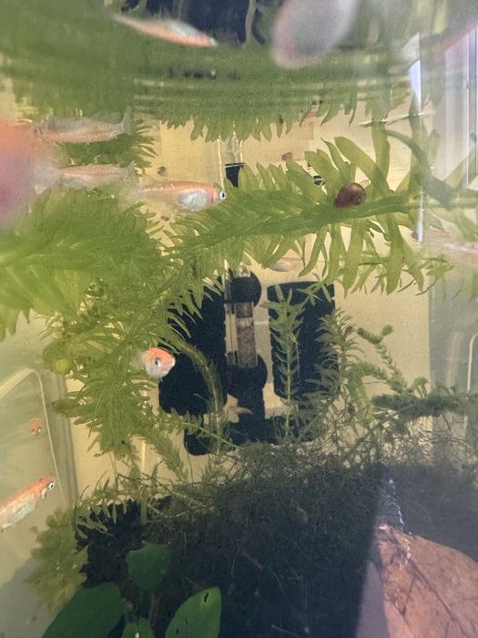 Peixes do Arroz Medaka – Lindos, resistentes e fáceis de criar