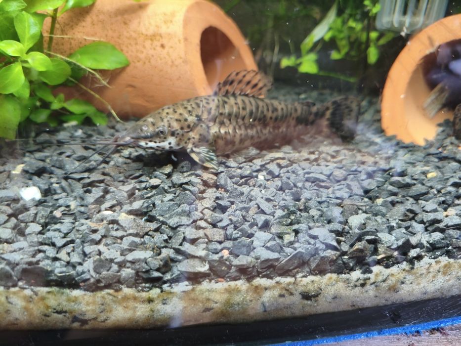 Kiryśniki 5szt zamiana