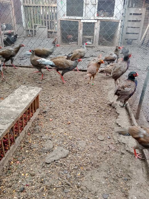 Sprzedam bażanty ozdobne