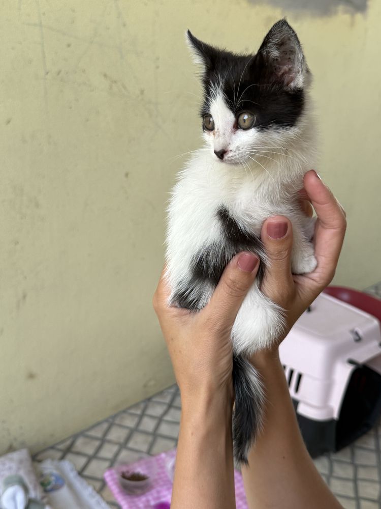 Gatinha para adotar