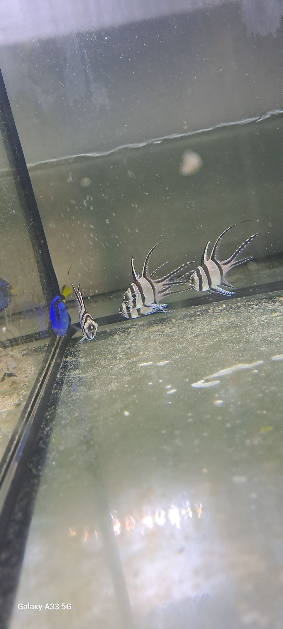 Pterapogon Kaudern "S" hodowla pl