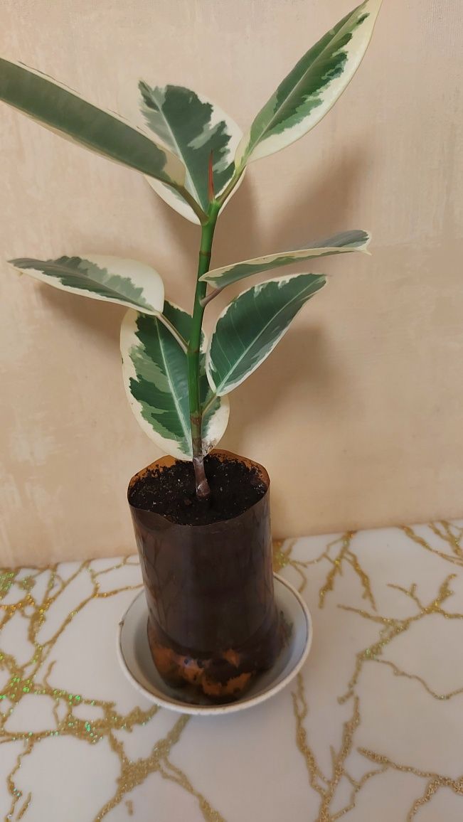 Фикус- комнатное растение