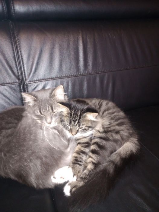 Kocurek syberyjski neva masquerade z rodowodem