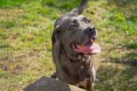 Shila sunia w typie Cane Corso do adopcji.