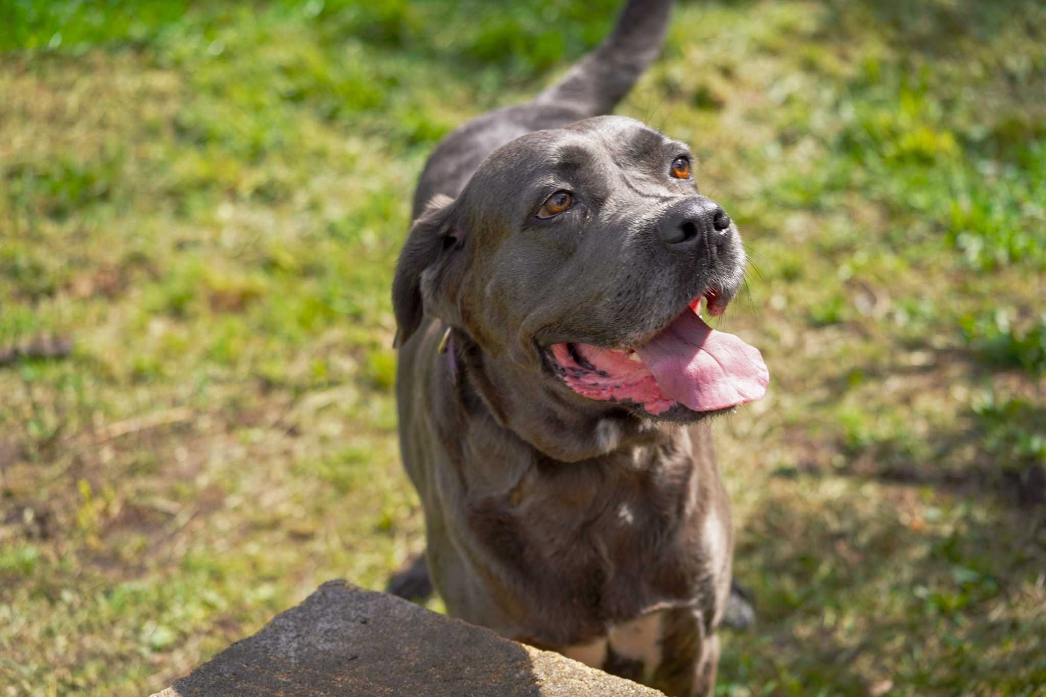 Shila sunia w typie Cane Corso do adopcji.