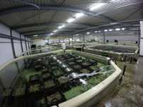 Vendo depuradoras de bivalves