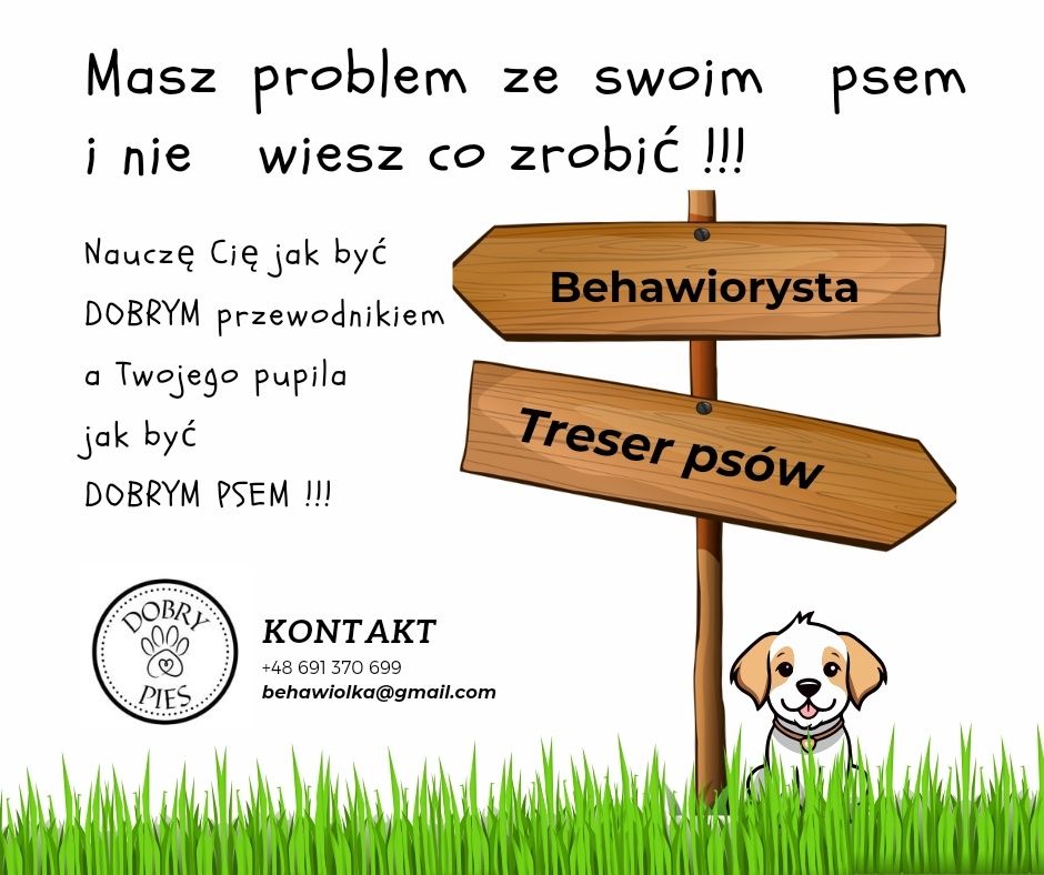 Behawiorysta psów, szkolenie psów