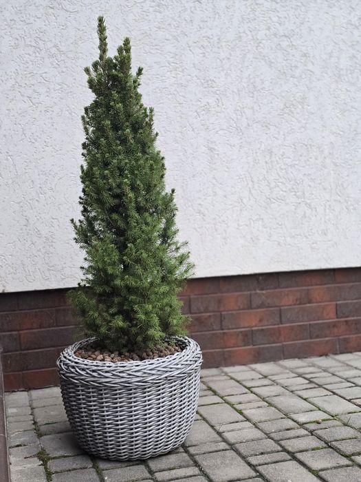 Живі різдвяні ялинки