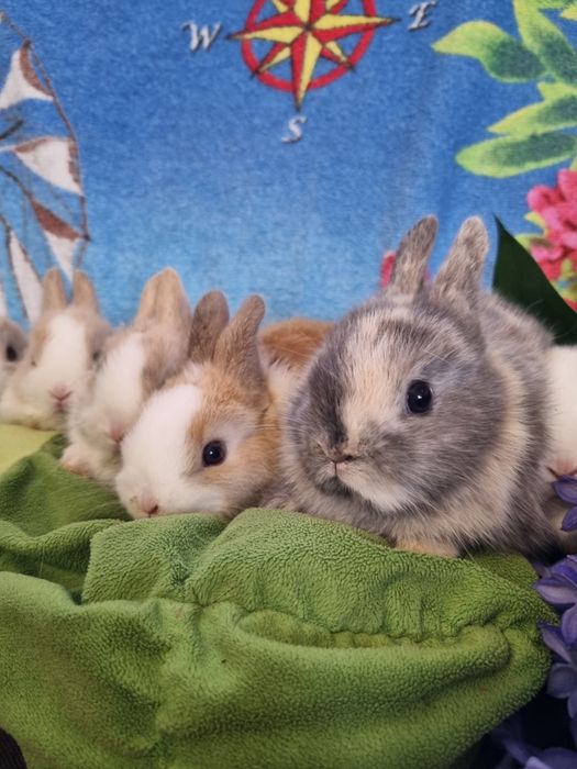 Króliki Miniaturki