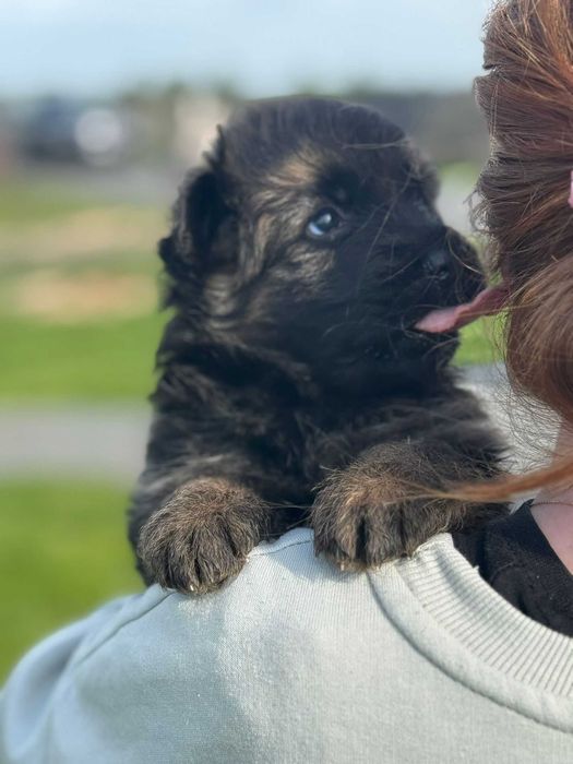 Owczarek niemiecki długowłosy Hodowla  Venus zarejestrowana PFK