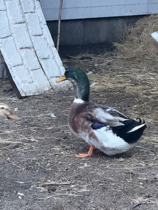 Patos Rouen disponiveis