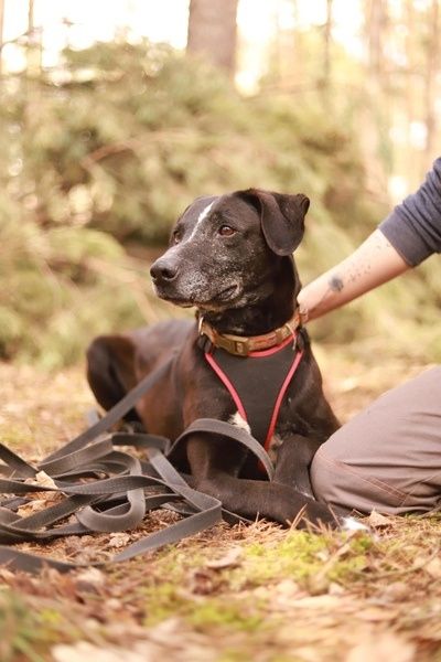 Trop melduje się na specer! Adoptujesz go?