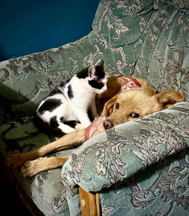 Oddam za darmo, do adopcji, śliczna Misia szuka domu