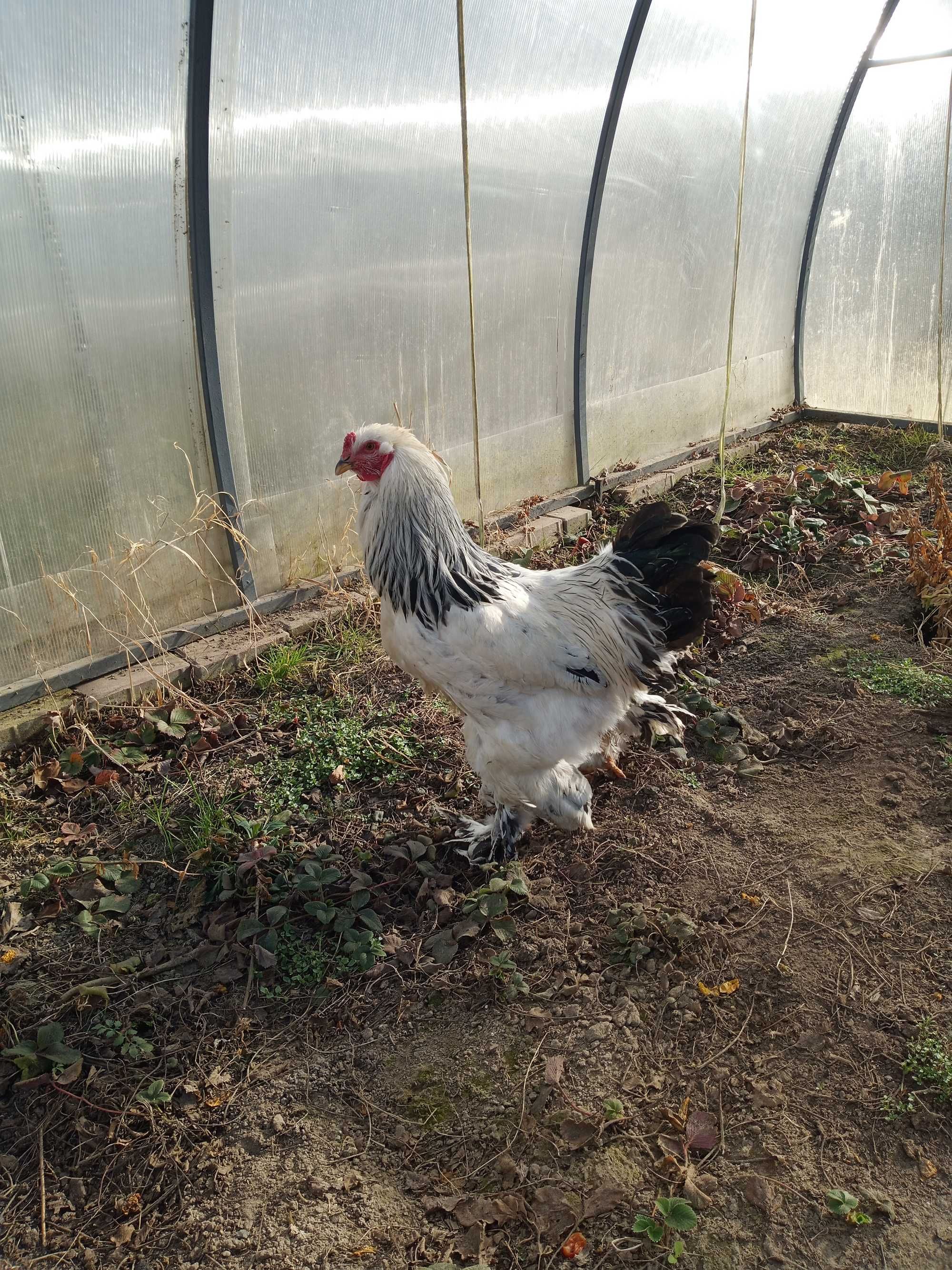 Brahma gronostajowa
