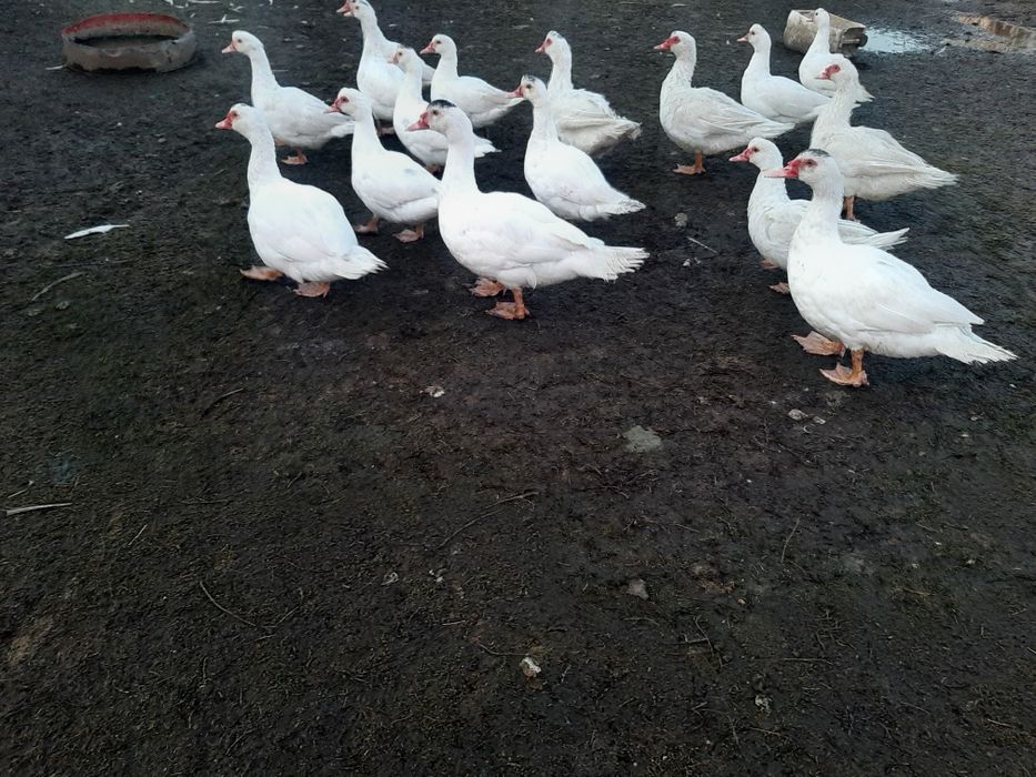 kaczki francuzkie