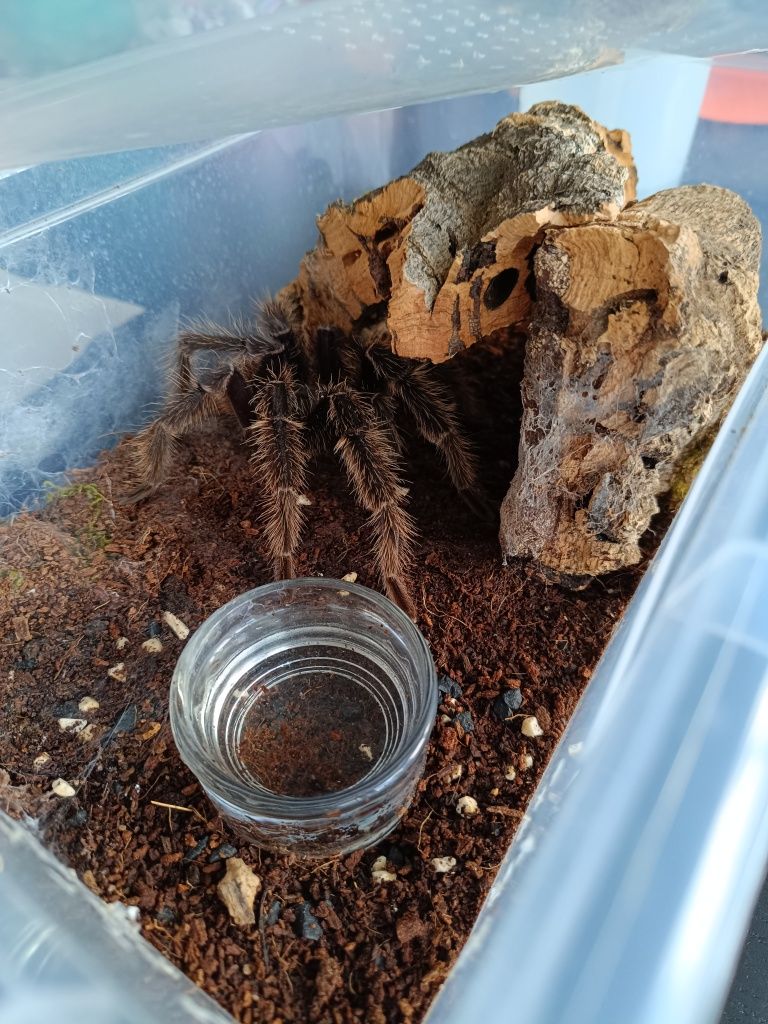 Chromatopelma cyaneopubescens Lasiodora parahybana p. irminia samce