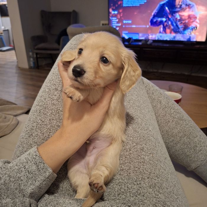 Jamnik długowłosy miniaturowy kremowy - gotowy do zmiany domku