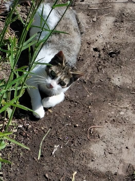 Koteczka roczna z działki