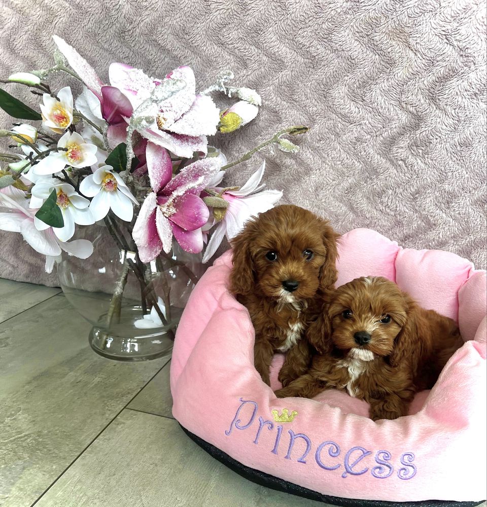 Cavapoo -cavalier & pudel - suczka gotowa do odbioru
