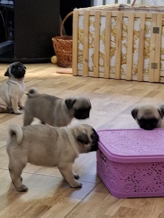 Мопсики девочки и мальчики