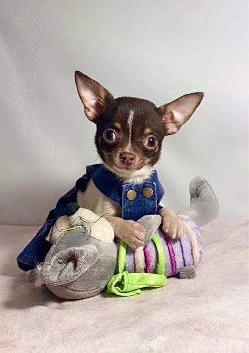 Забавний красунчик міні чихуахуа