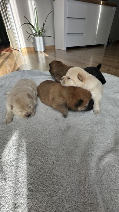 Chow chow, suczka, podkrpacie