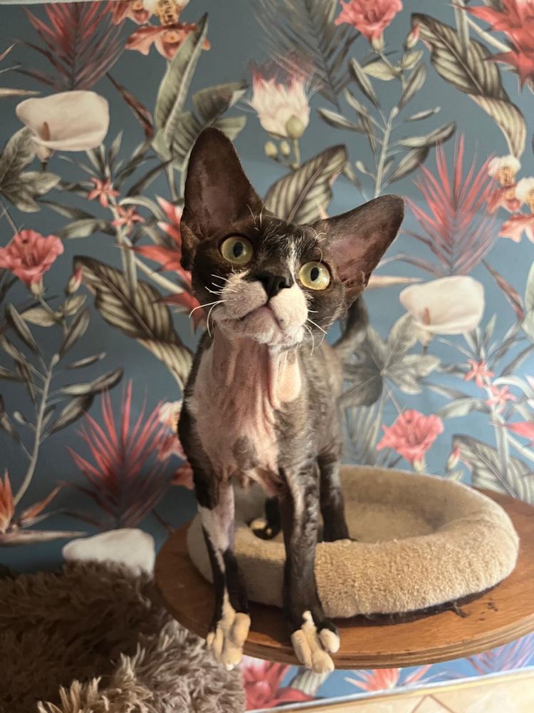 Kocurek devon  rex