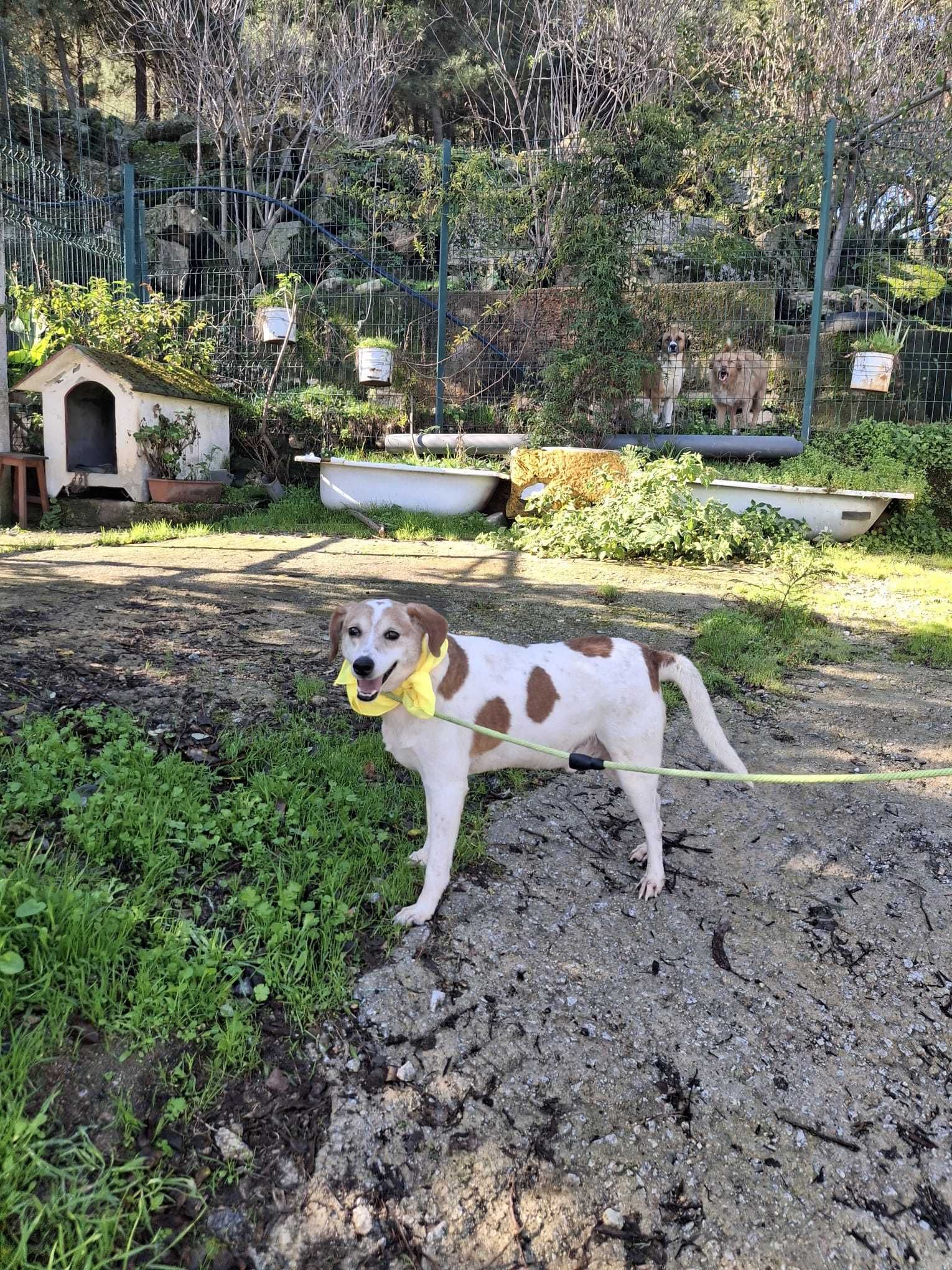 O meigo LUCA está para adoção!