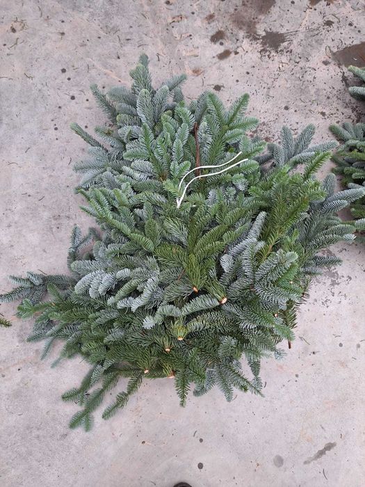 Gałęzie jodła szlachetna (abies nobilis) 5kg