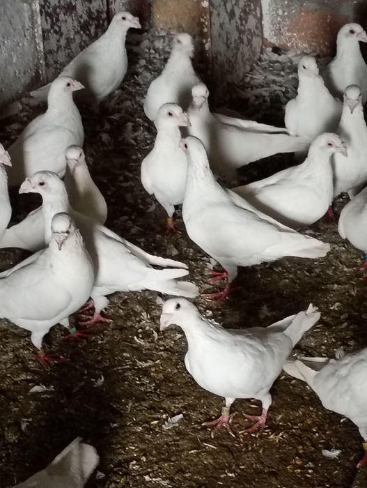 Białe pocztowe na grubym dziobie