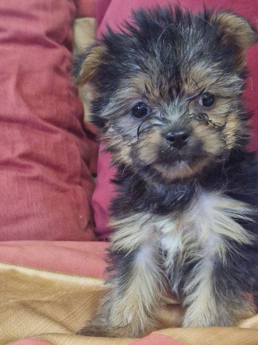 Yorkshire vacinado  desparesitado