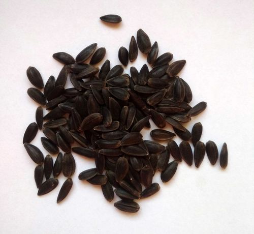 Słonecznik czarny oczyszczony nasiona dla ptaków 5kg wysyłka