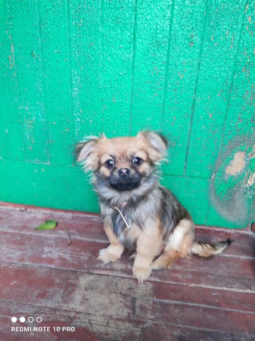 Карликовий пекінес