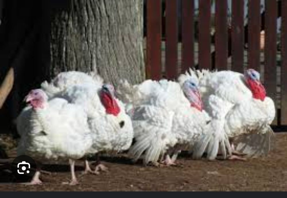 Яйце на інкубацію