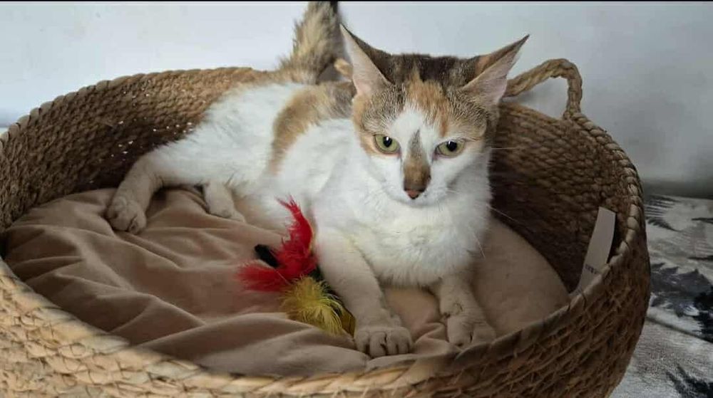 Spragniona człowieka Mirinda do adopcji