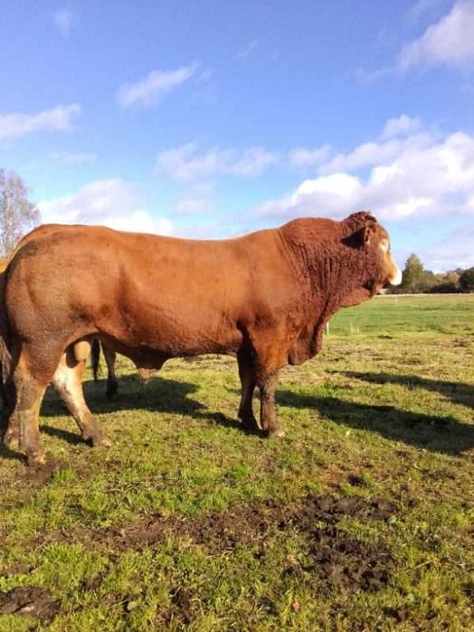 Sprzedam buhaja 100% LM