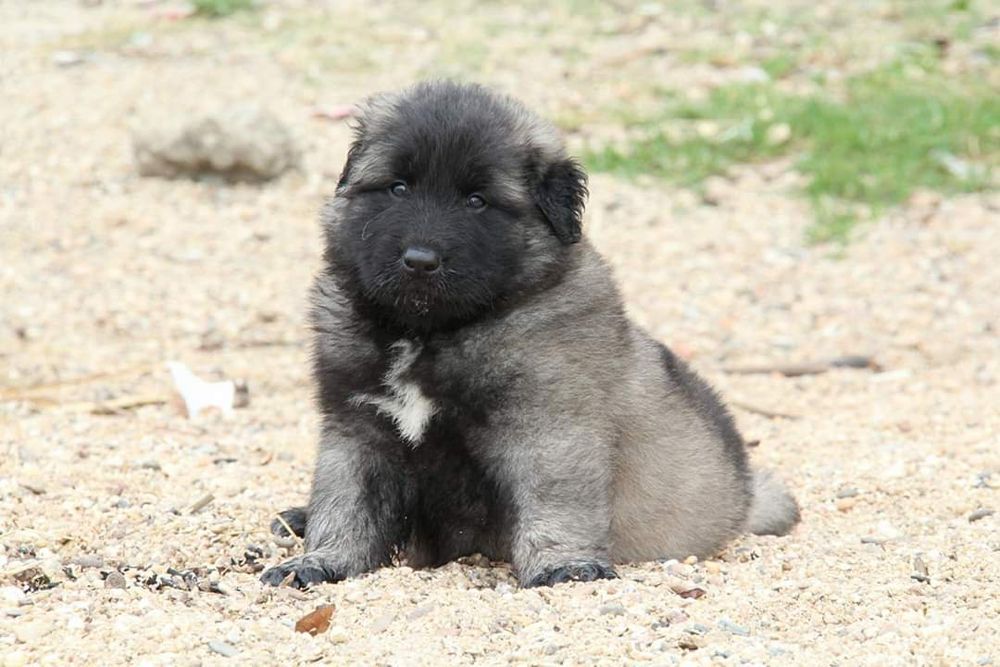 Cachorro Serra da Estrela com Lop