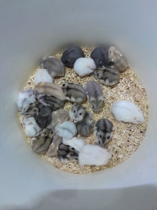 Джунгарики. Хом'яки.