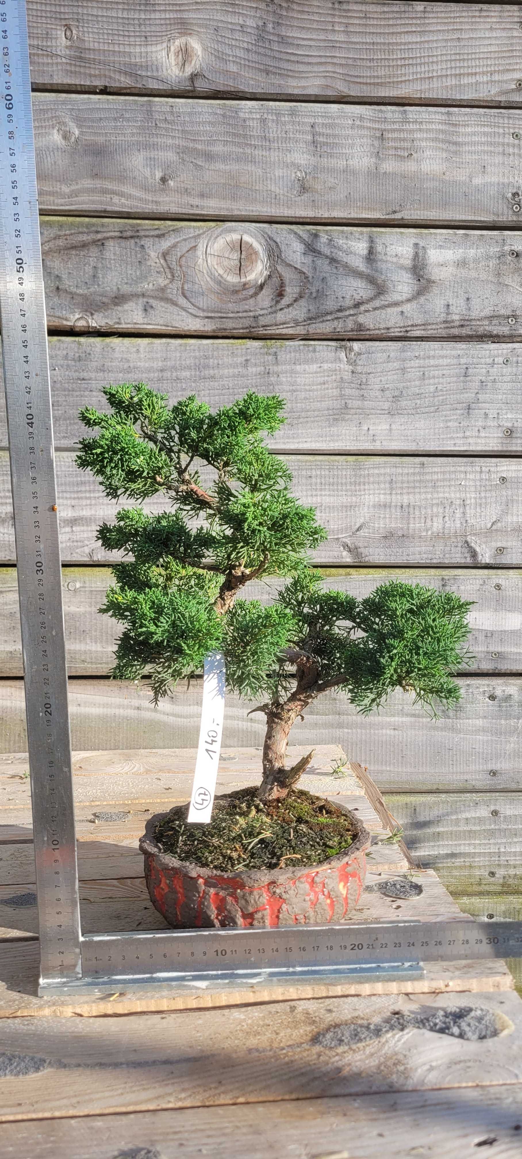 Drzewka tarasowe, balkonowe bonsai PROMOCJA na PREZENT
