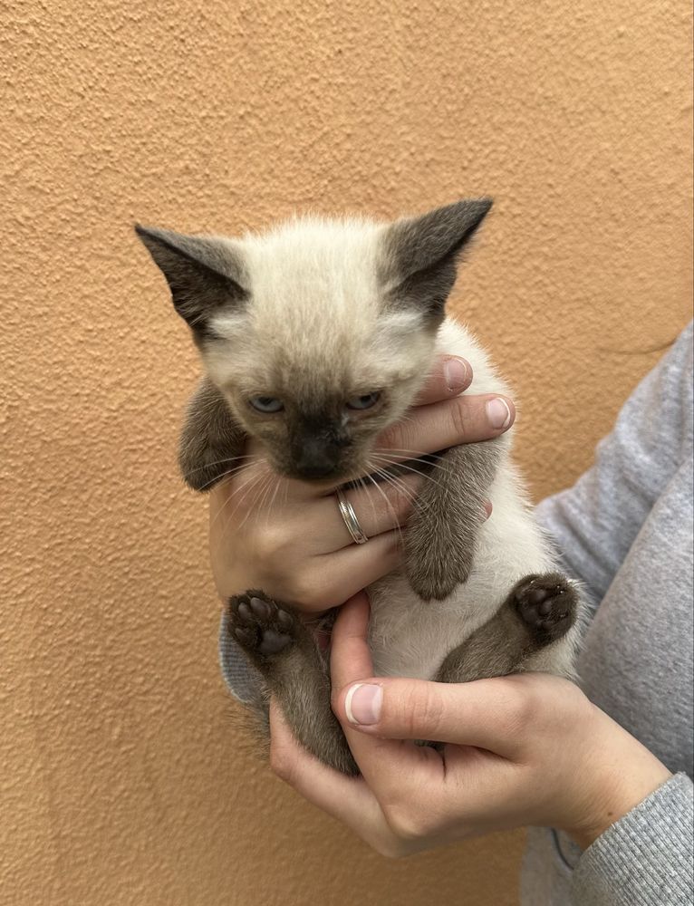 Gatos para adoção