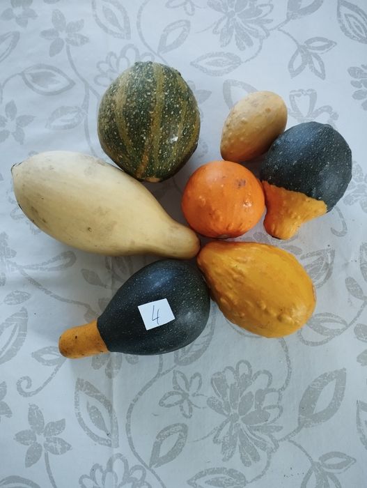 Dynie ozdobne DARY jesieni zestaw 7 sztuk