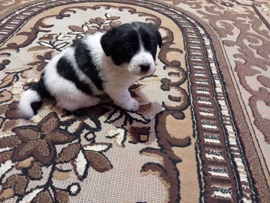 Собачата від мами лабрадора